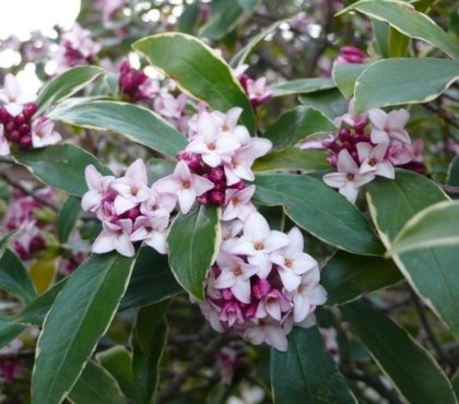arbuste qui fleurit en hiver daphné odora arbustes à floraison hivernale parfumée