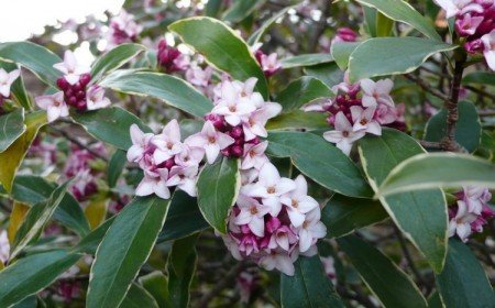 arbuste qui fleurit en hiver daphné odora arbustes à floraison hivernale parfumée