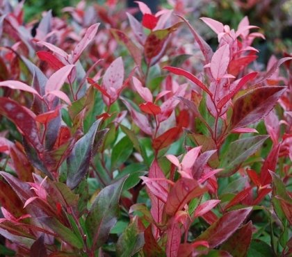 arbustes à feuilles rouges leucothoé Scarletta plante résistante jardin automne