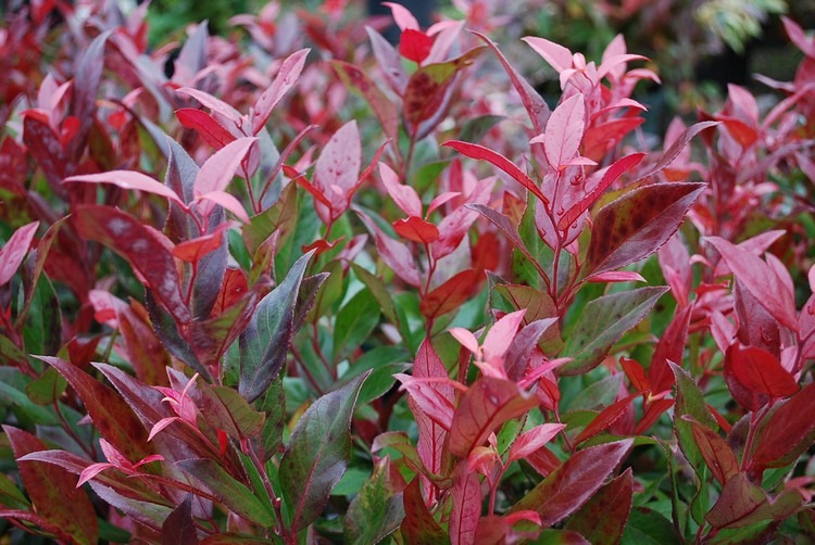 arbustes à feuilles rouges leucothoé Scarletta plante résistante jardin automne