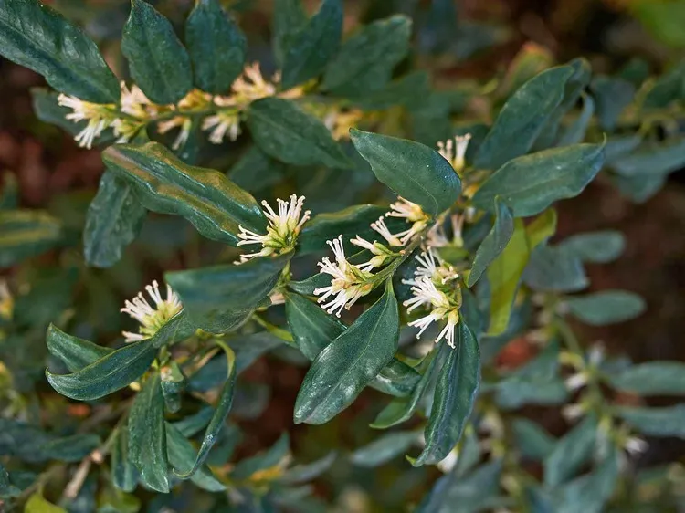 arbustes à floraison hivernale parfumée Sarcococca entretien arbuste précoce