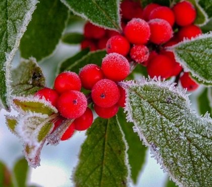 plante extérieure qui ne gèle pas