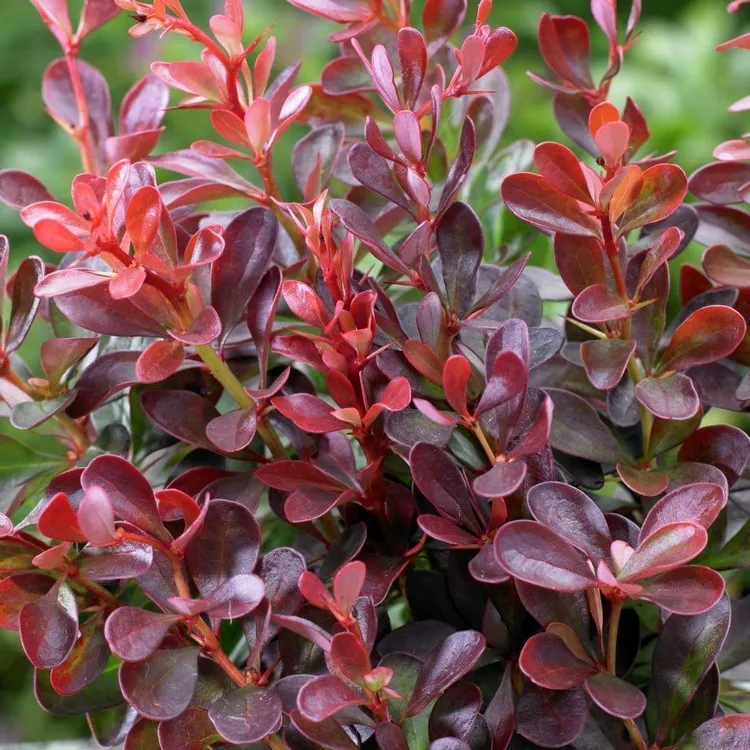 arbustes persistants décoratifs à feuillage rouge berbéris épine vinette