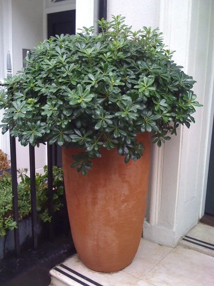 arbustes persistants en pot plein soleil rustiques résistant à froid balcon et terrasse Pittosporum tenuifolium