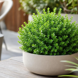 arbustes persistants en pot résistant au froid terrasse balcon espèces à privilégier