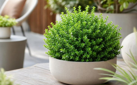 arbustes persistants en pot résistant au froid terrasse balcon espèces à privilégier