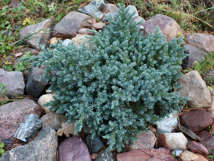 arbustes persistants petite taille Juniperus squamata Blue Star