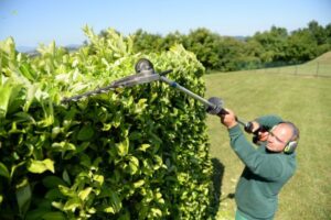 bien savoir comment et quand tailler un laurier palme