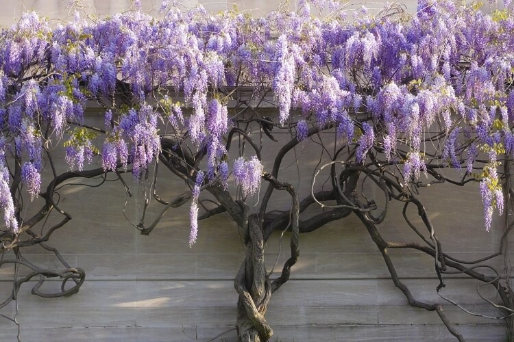 bouturage glycine dans eau