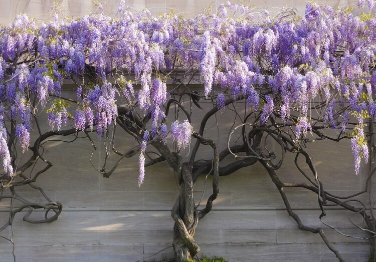 bouturage glycine dans eau