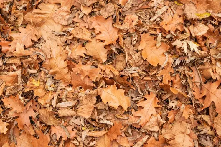 brûler des feuilles mortes dans un poêle à pellet feuilles matière première carburant avantages