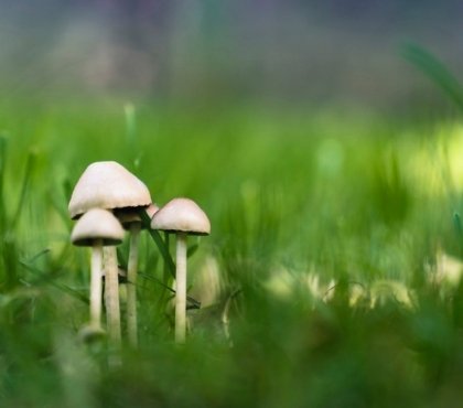 champignon blanc jardin pelouse