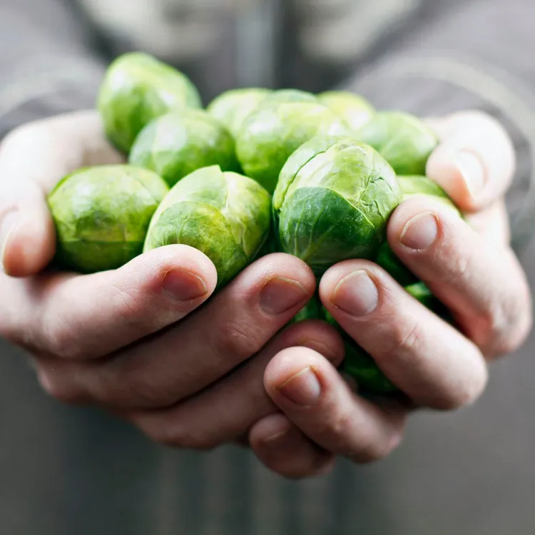 Brussels sprouts are good for heart health fiber for weight loss in the gut