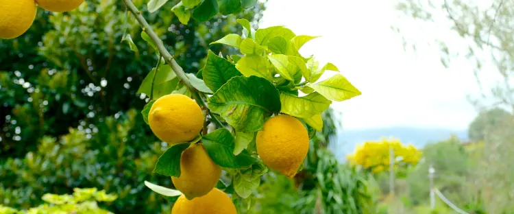 comment avoir plus de citrons sur un citronnier 2022