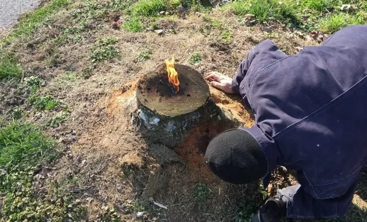 comment brûler souche d arbre