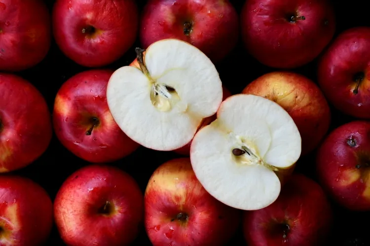 comment conserver au mieux ses pommes manipuler cueillette attentivement éviter dommages