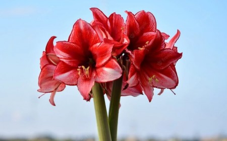 comment conserver et faire refleurir une amaryllis fleurs commencent faner couper éviter formation graines