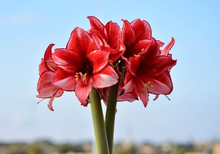 comment conserver et faire refleurir une amaryllis fleurs commencent faner couper éviter formation graines