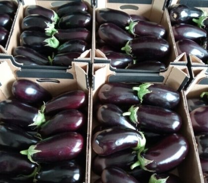 comment conserver les aubergines légumes abondance garder saveur hiver