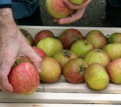 comment conserver les pommes plusieurs mois cueillir directement arbre fruits tombés priorité usage