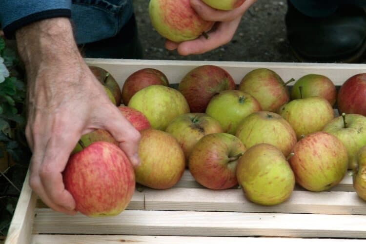 comment conserver les pommes plusieurs mois cueillir directement arbre fruits tombés priorité usage