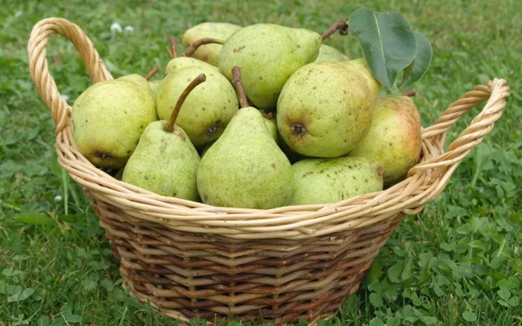how to store the pear harvest for a long time, how tips avoid browning