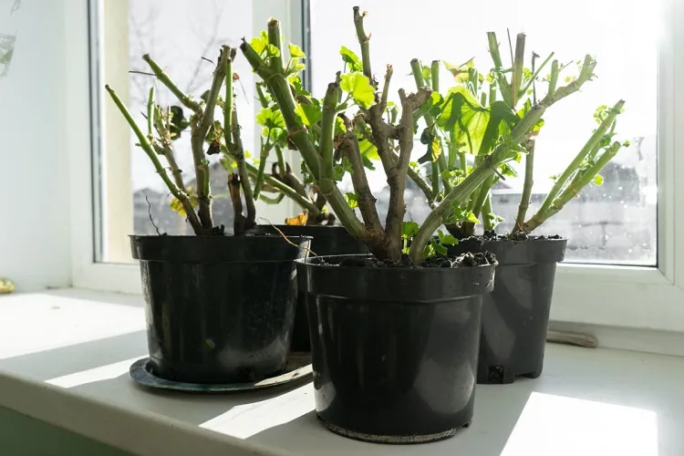 comment couper tailler géraniums en fin saison été hiver printemps