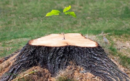 comment détruire souche arbre chimiquement