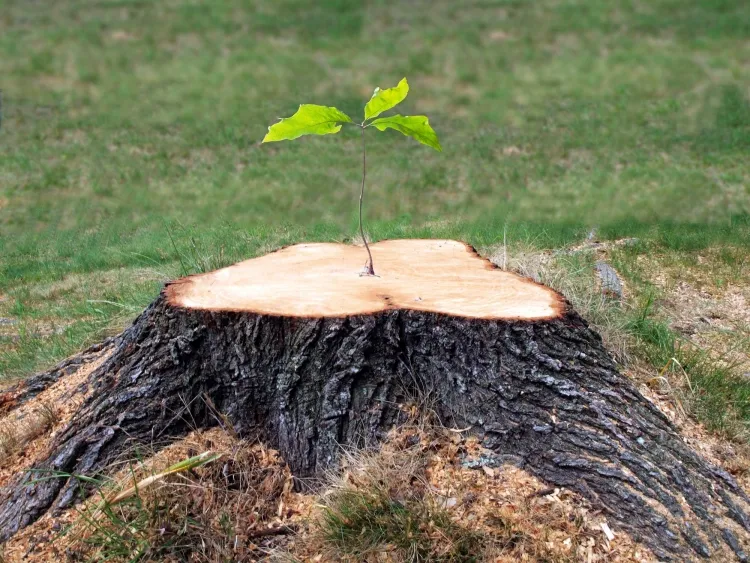 comment détruire souche arbre chimiquement