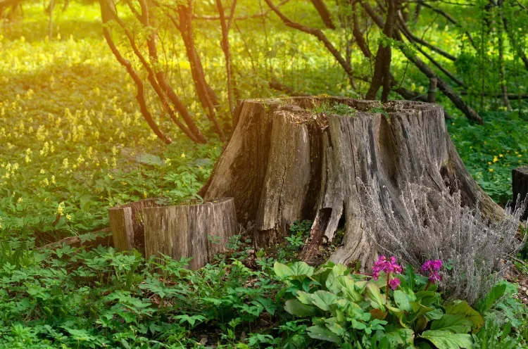 comment détruire une souche arbre naturellement et facilement