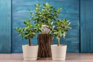 comment entretenir arbre de Jade