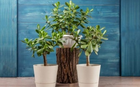 comment entretenir arbre de Jade