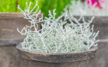 comment entretenir un calocéphalus plantes jardin 2022