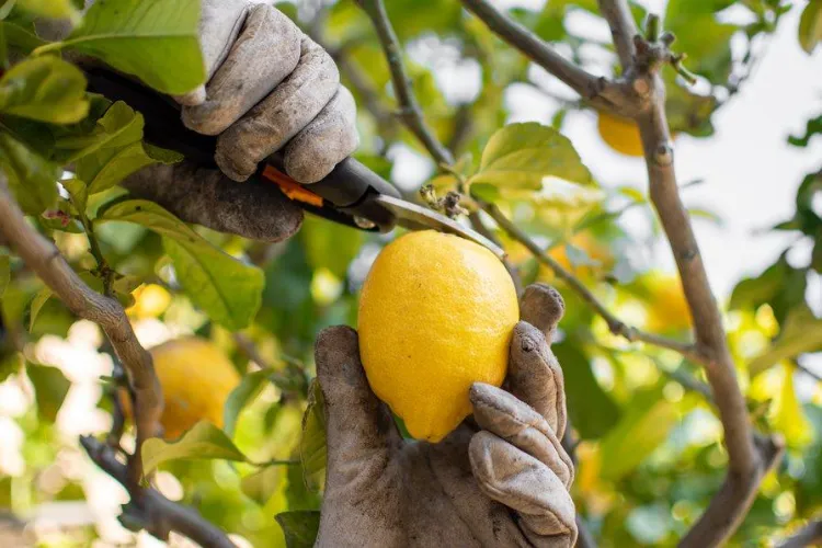 comment faire fructifier son citronnier 2022