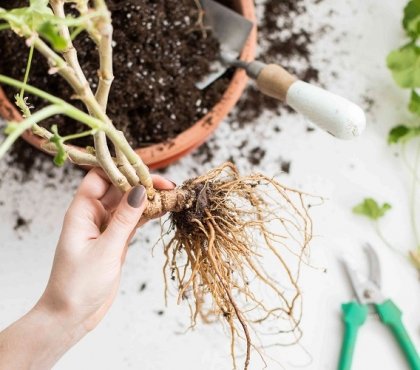 comment faire hiverner les géraniums apres l'hiver printemps