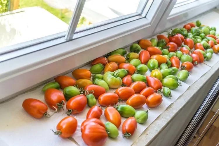 comment faire mûrir des tomates vertes à la maison