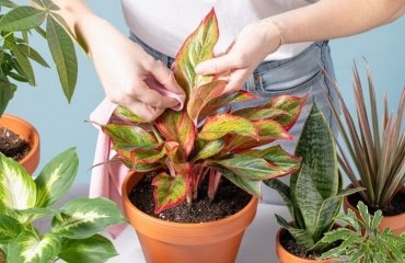 comment nettoyer les feuilles des plantes propriétés dépolluantes enlever humidité soulager allergies
