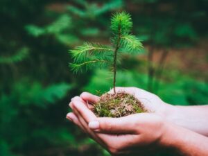 comment planter un petit pin quand dépend étape températures zéro plus tolérance froid