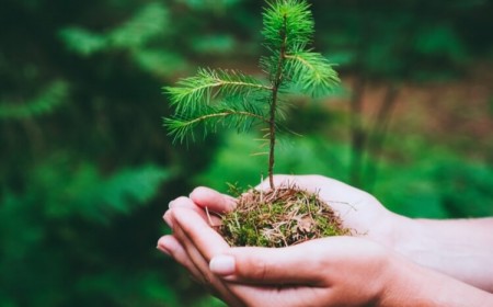 comment planter un petit pin quand dépend étape températures zéro plus tolérance froid