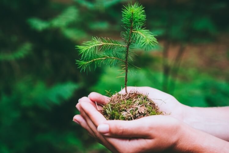 comment planter un petit pin quand dépend étape températures zéro plus tolérance froid
