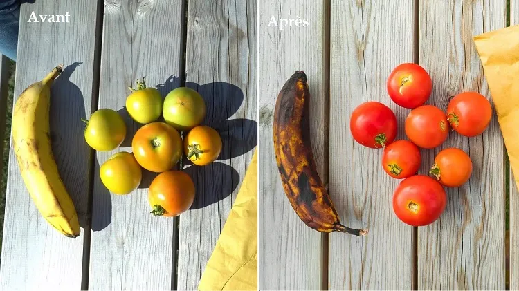 comment rapidement faire mûrir des tomates vertes avec banane