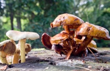 comment reconnaitre champignon comestible