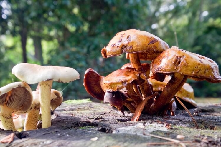 Comment différencier les champignons toxiques des champignons comestibles ?