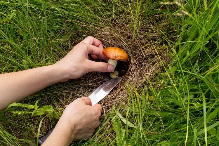 comment se débarrasser des champignons sur la pelouse