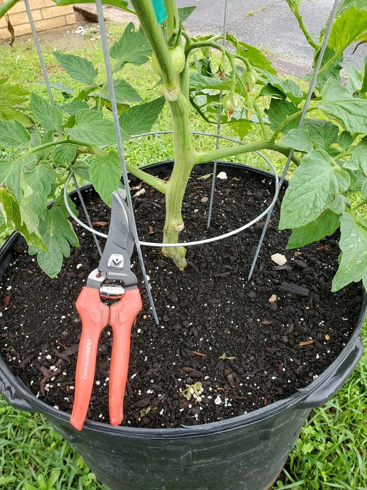 comment tailler un plant de tomate fin saison été automne 2022