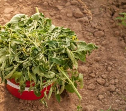 comment utiliser feuilles tomates jardin potager cuisine feuilles comestibles bienfaits vertus