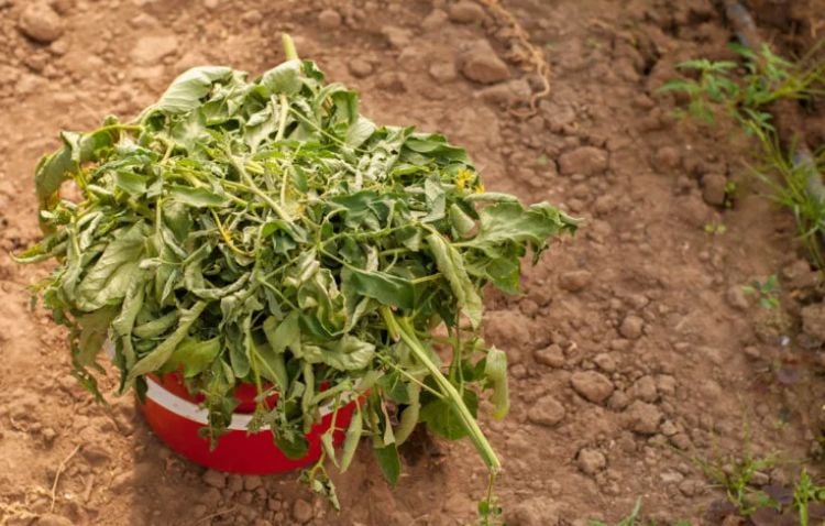 comment utiliser feuilles tomates jardin potager cuisine feuilles comestibles bienfaits vertus
