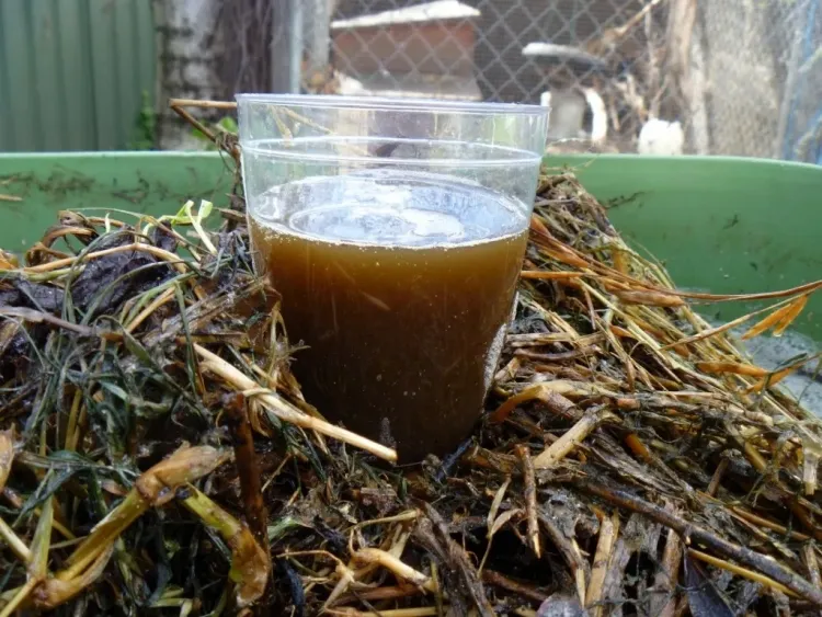 engrais liquide pour citronnier thé de compost maison