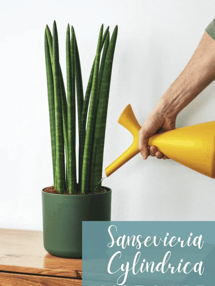 entretien Sansevieria cylindrica arrosage taille rempotage type sol plante succulente