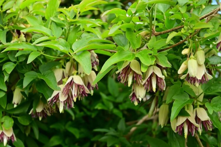 fleur d’automne grimpante clematis napaulensis couvert feuilles automne perdre été